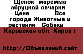 Щенок  маремма абруцкой овчарки › Цена ­ 50 000 - Все города Животные и растения » Собаки   . Кировская обл.,Киров г.